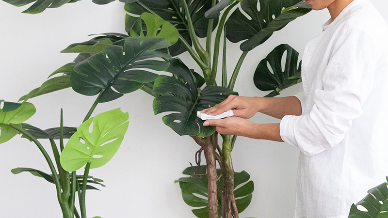 Routine dust removal works best when the foliage structure already matches the cleaning capacity of the store or project team.
