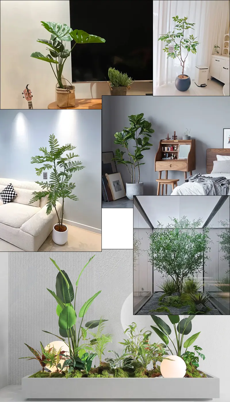 Indoor plants decoration Various indoor plants in different rooms.