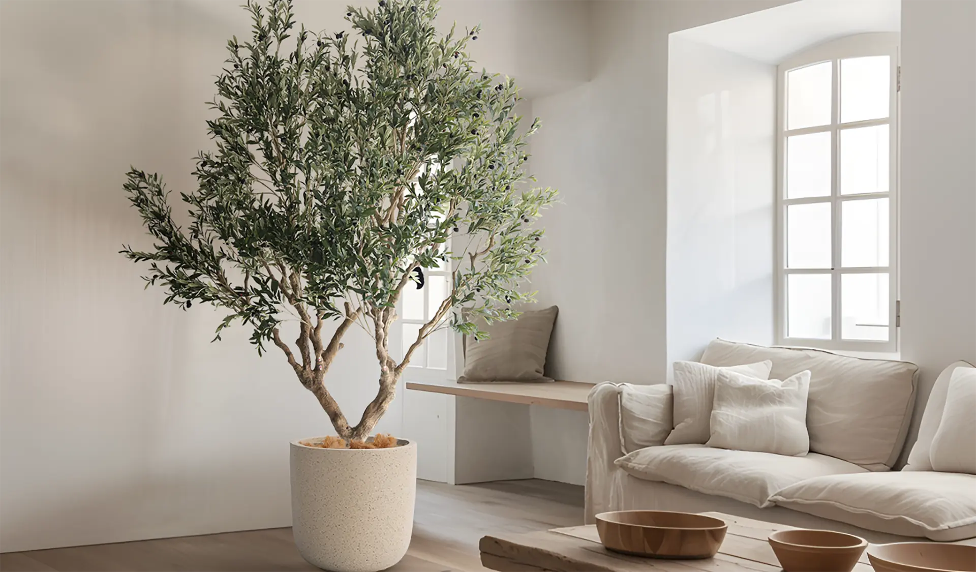 Stylish potted olive tree placed in a bright, minimalist living room with neutral decor.