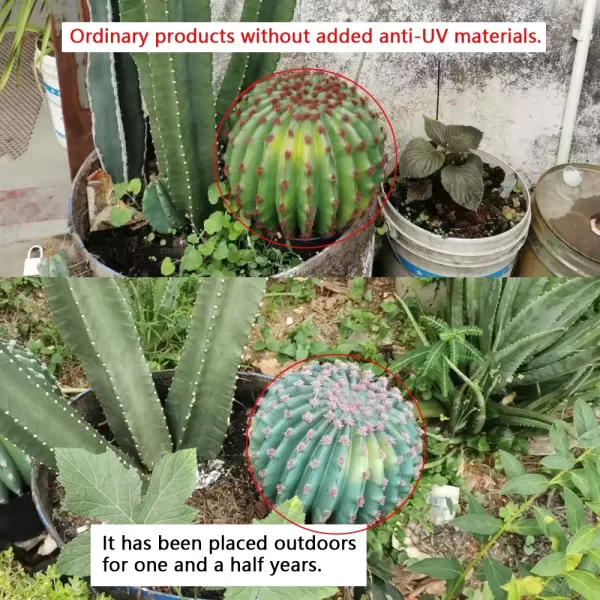 UV exposure effect on materials Comparison of outdoor cactus models showing fading due to lack of anti-UV protection over 1.5 years.