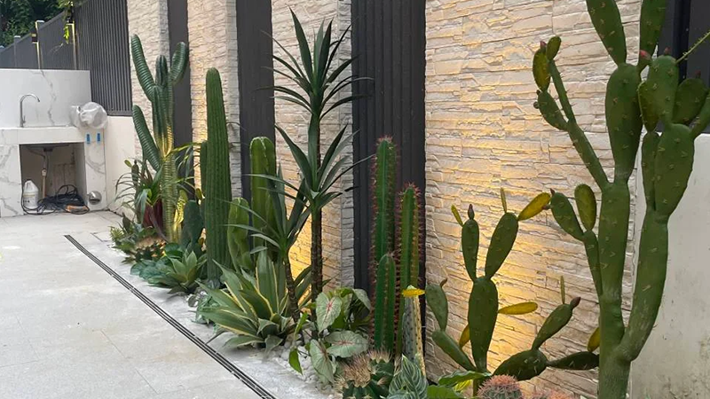 modern cactus garden with stone wall and outdoor lighting