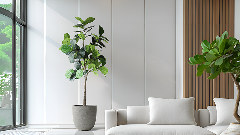 Large fiddle leaf fig plant in gray pot, indoor plant, houseplant, green leaves, living room decor