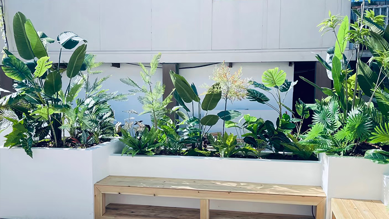 green plant on windowsill, sunlight