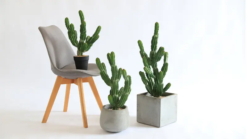 Artificial Cactus Plants Artificial cactus plants in modern pots next to a chair, perfect for indoor decoration