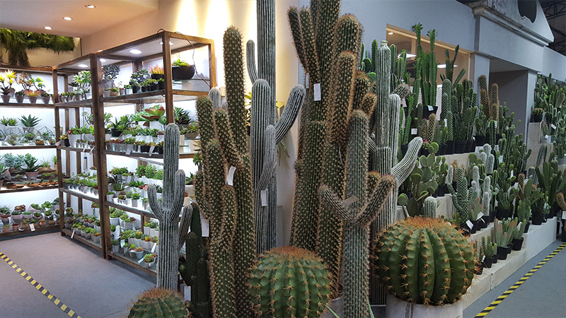 Variety of artificial cacti, indoor plants, home decor