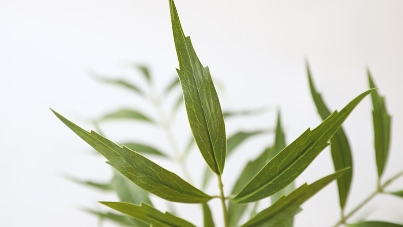 Fresh greenery Close-up of green leaves with white background
