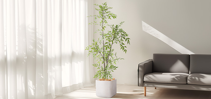 living room plant tall green plant in white pot, standing in a minimalist living room