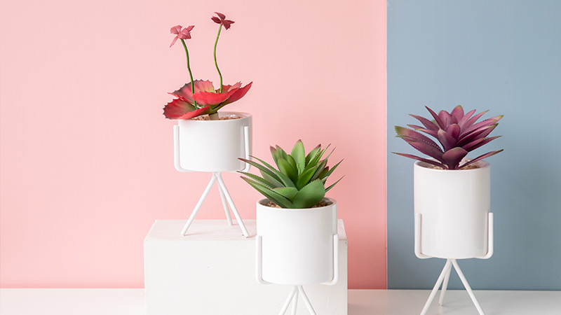 Succulent plants decor Succulent plants in white pots on a pink and blue background, home decor
