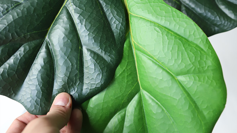 Fiddle Leaf Fig Texture Close-up of a fiddle leaf fig leaf