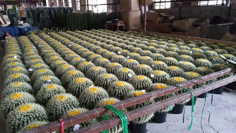 Golden Barrel Cactus Nursery Golden barrel cactus plants in a factory