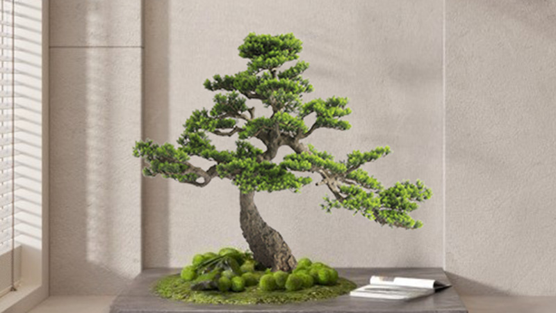 Bonsai tree on a wooden table