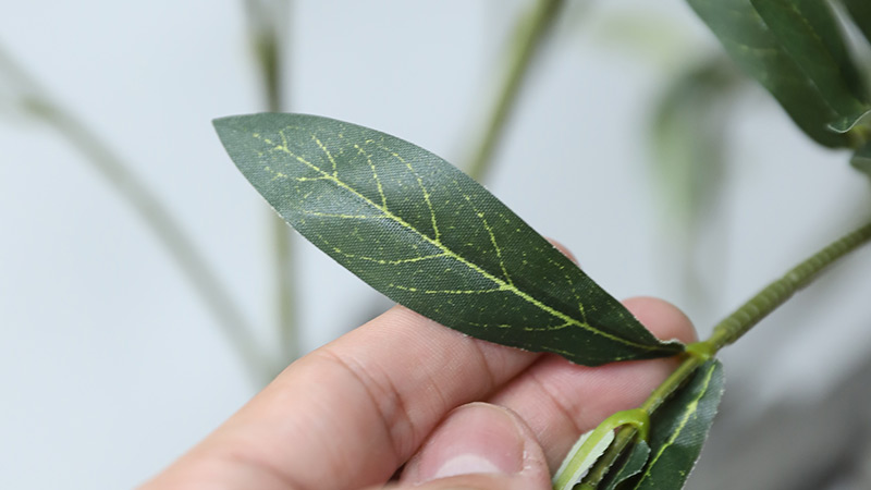 Olive Leaf Texture Close-up of an olive leaf