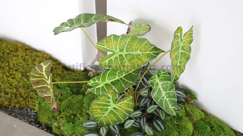 artificial alocasia and caladium in moss