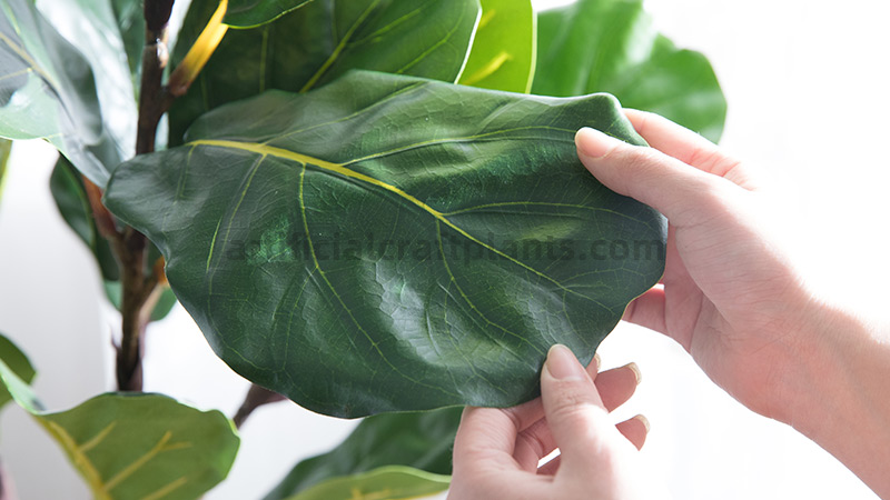 Large, textured green leaf of a Fiddle-leaf fig plant being held