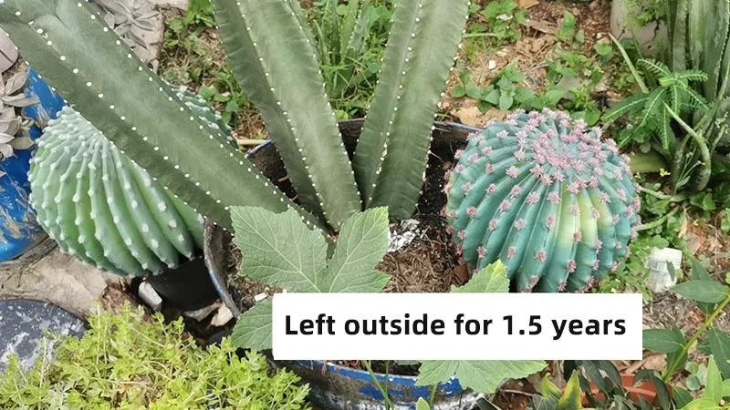 Outdoor Cactus Collection Various Cacti Types Outdoor After 1.5 Years