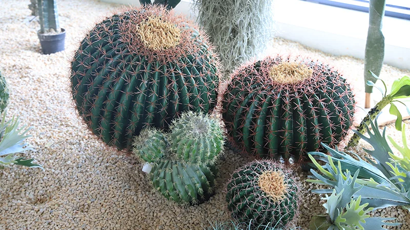 Collection of Round Cacti on Gravel Surface