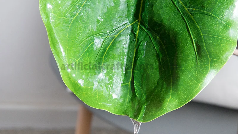 Wet Fiddle-leaf fig leaf Close-up of a wet Fiddle-leaf fig leaf with water droplets