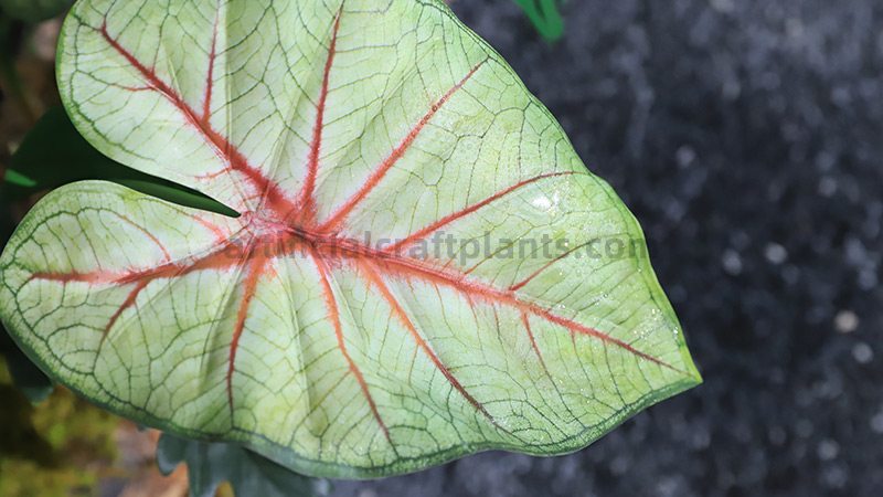 Close-up of a white Caladium leaf with red veins