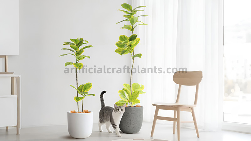 Cat walking among fiddle leaf fig plants