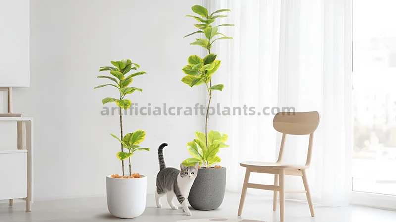 Cute cat walking among several vibrant fiddle leaf fig plants in pots