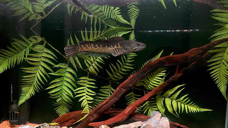 Artificial Aquarium Ferns A snakehead fish swimming among artificial fern plants and driftwood in a fish tank.