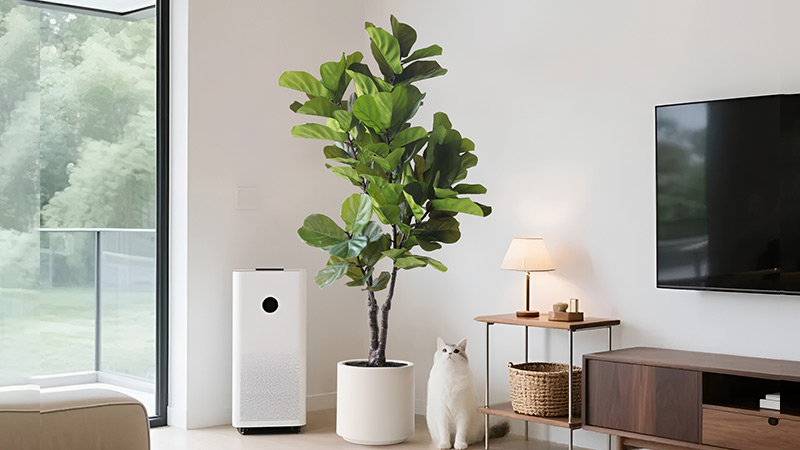 Artificial Fiddle Leaf Fig Tree large artificial fiddle leaf fig tree next to a white cat