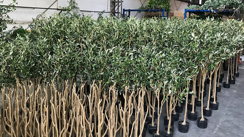 Artificial Olive Trees Rows of artificial olive trees in a factory or warehouse