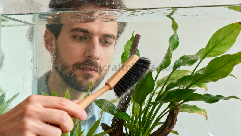 Cleaning Aquarium Plants Man cleaning aquarium plants with brush