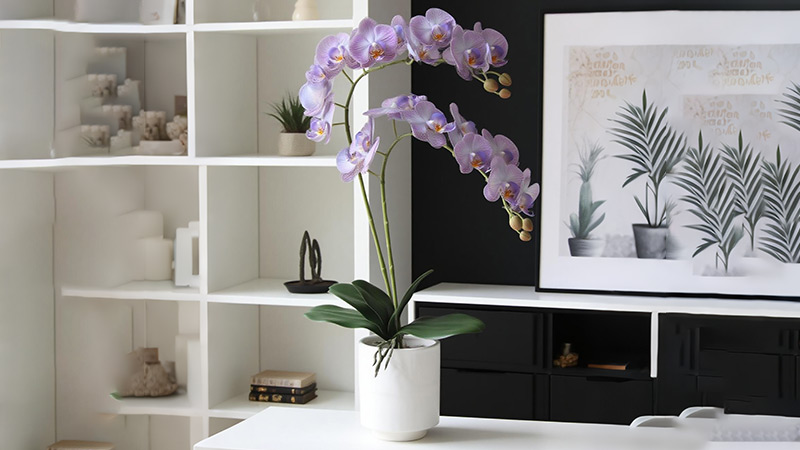 Purple Phalaenopsis Orchid Purple phalaenopsis orchid in a white pot on a table.