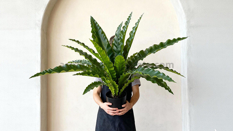 Large artificial Bird's Nest Fern held against arch wall